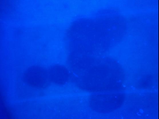 µƼʾ¸һ϶Сǳɫװ